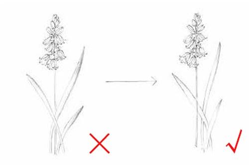 电脑植物绘画师