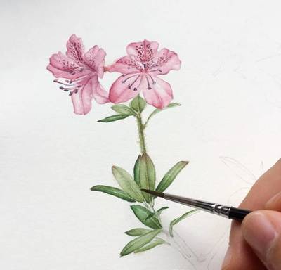 电脑植物绘画师