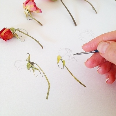 电脑植物绘画师