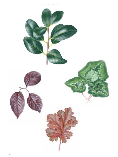 电脑植物绘画师