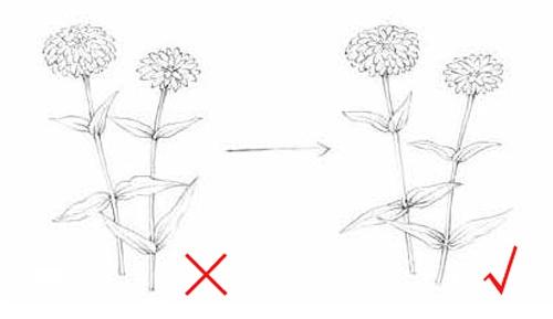 电脑植物绘画师