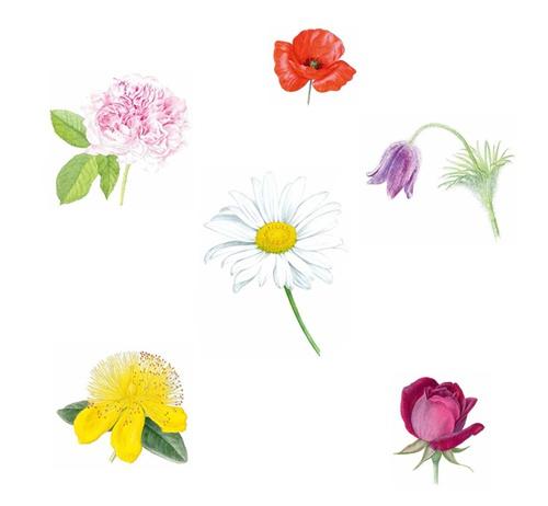 电脑植物绘画师