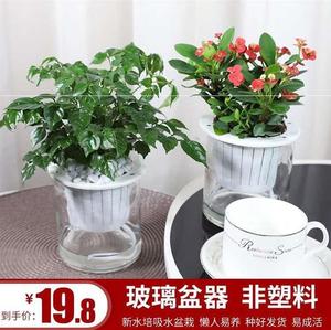 卧室有电脑放什么植物