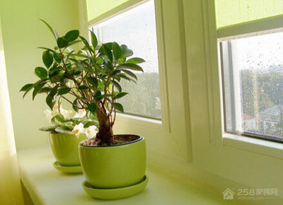 卧室有电脑放什么植物