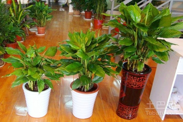 卧室有电脑放什么植物