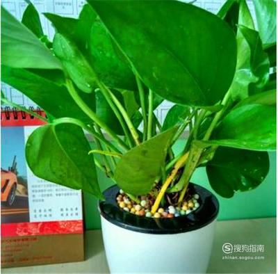 卧室有电脑放什么植物
