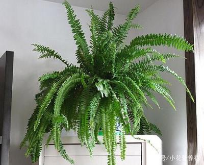 卧室有电脑放什么植物