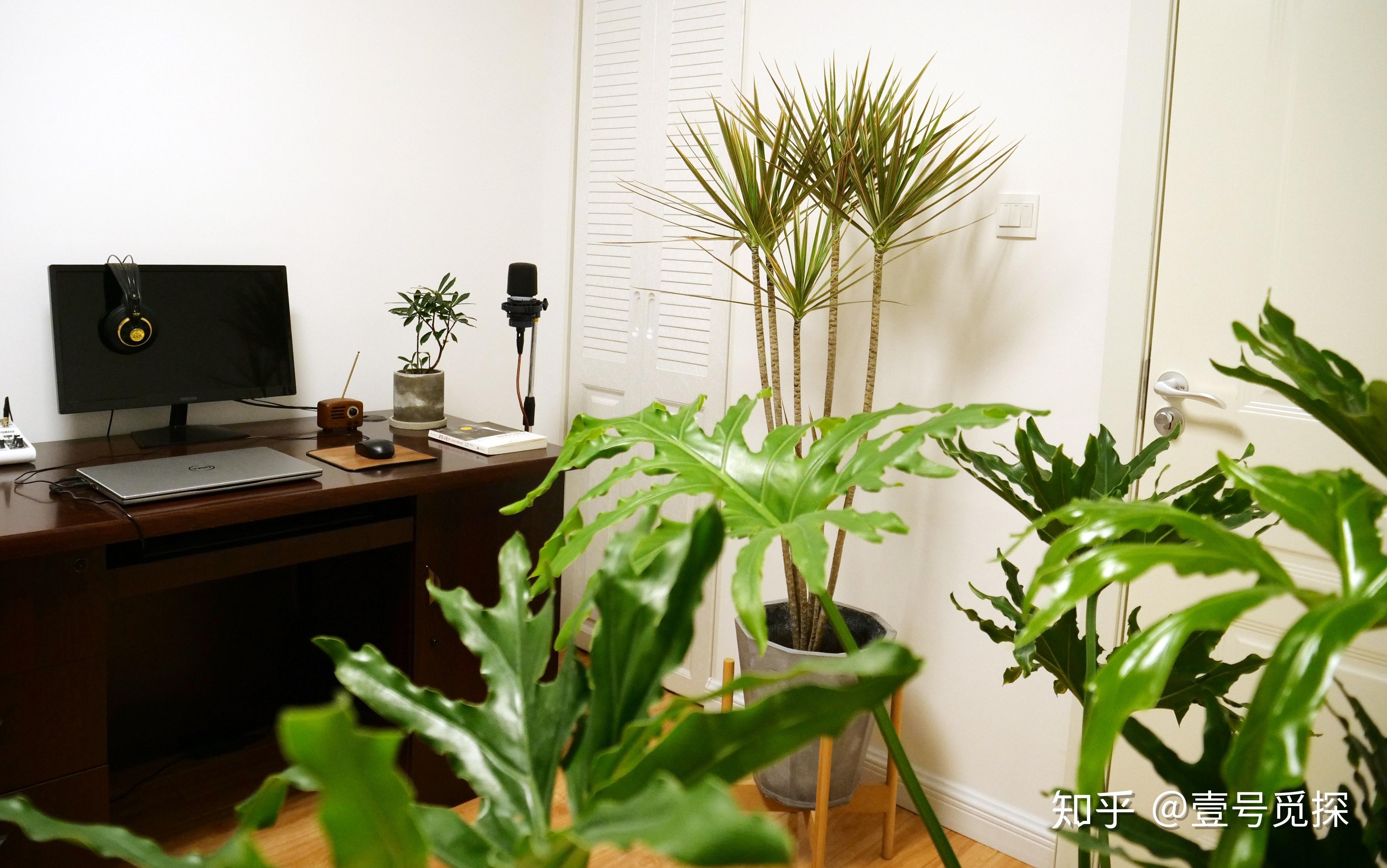 卧室有电脑放什么植物