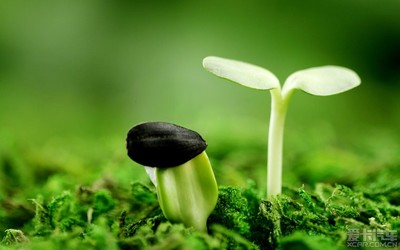 电脑壁纸对眼睛好